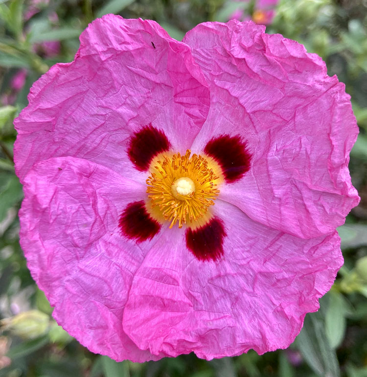 My Flowers Collection