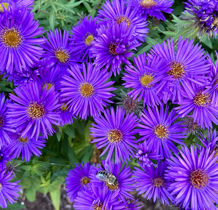 My Flowers Collection